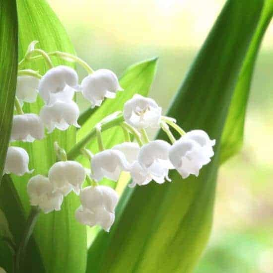 Muguet